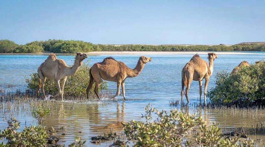 محمية وادي الجمال الوطنية