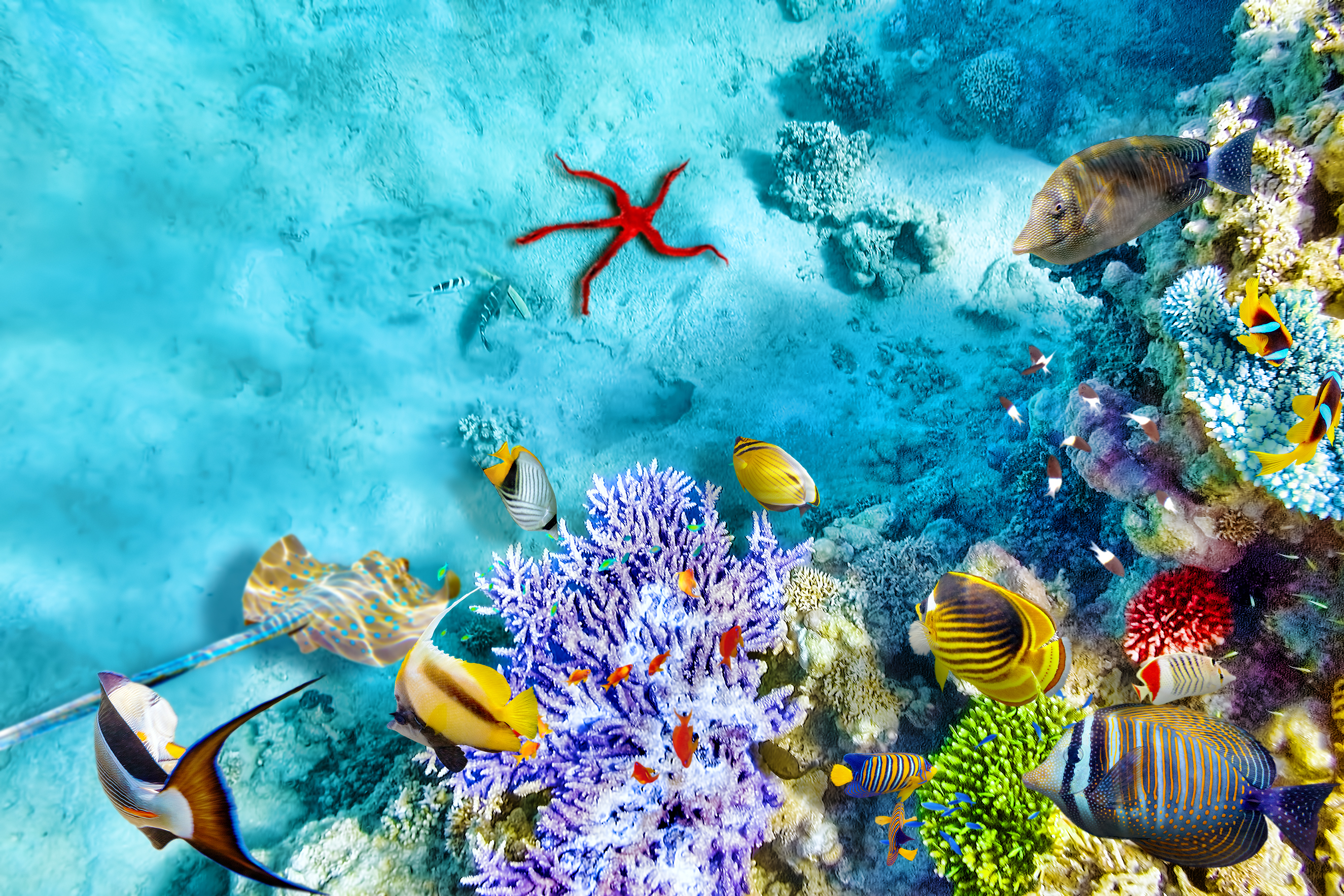 Vibrant coral reef surrounding Utopia Island