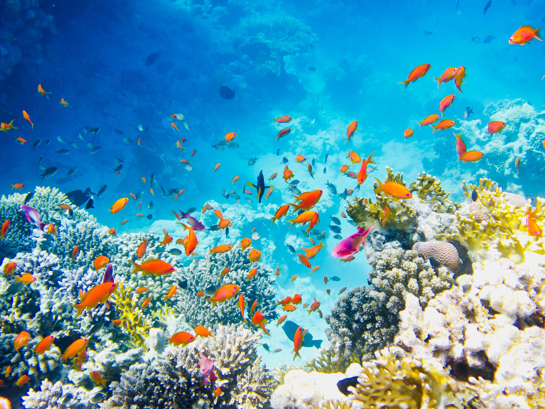Vibrant coral reef in the Red Sea
