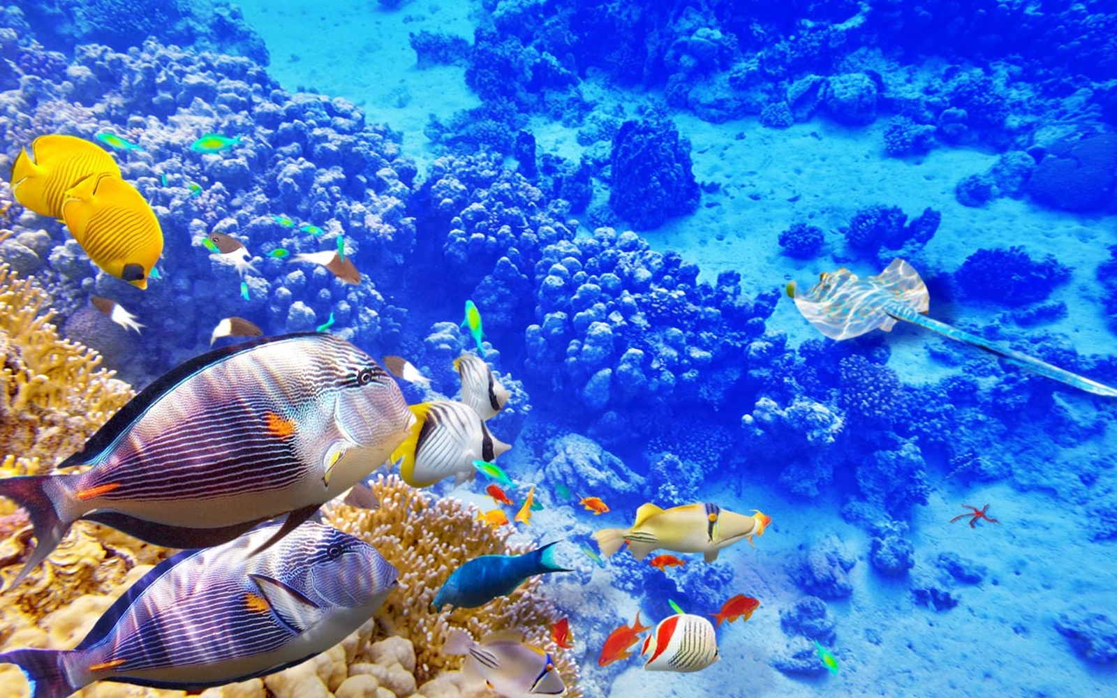 Vibrant coral gardens surrounding Utopia Island