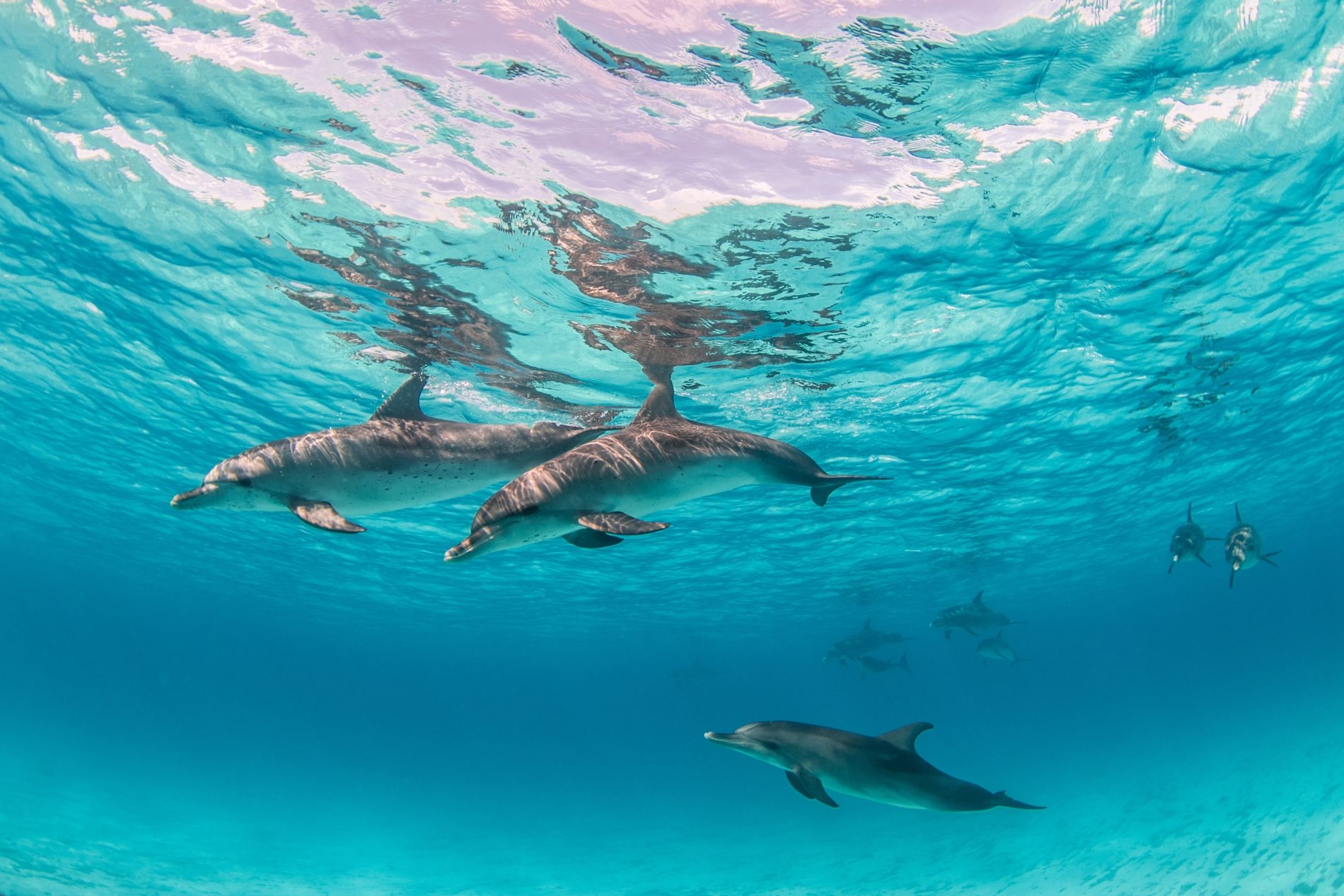 Dolphins in the Red Sea