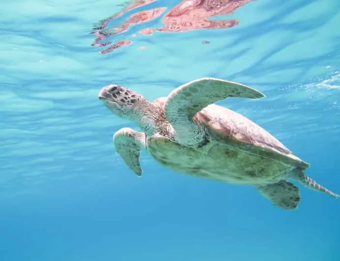 Sea turtle swimming in the Red Sea