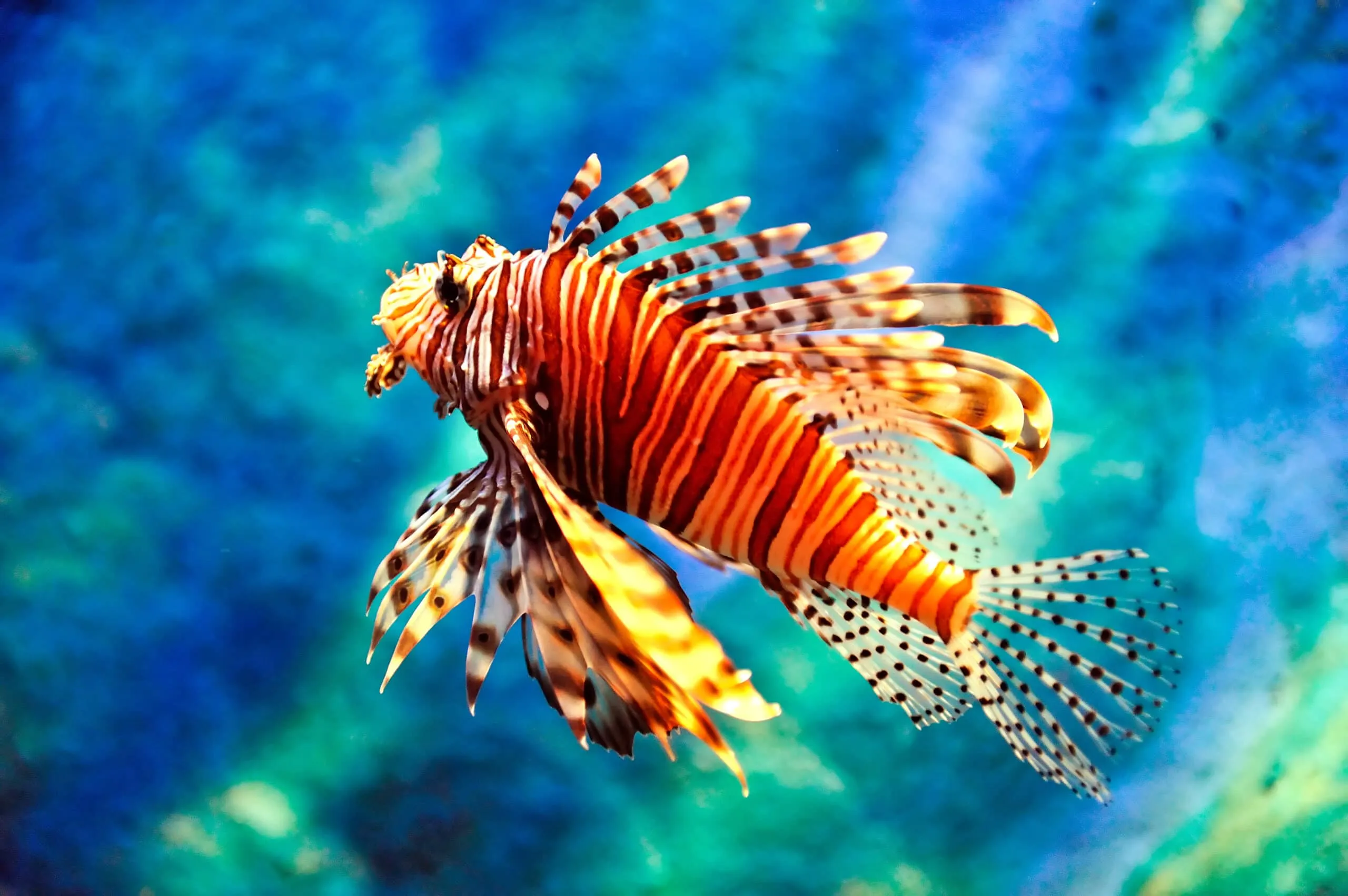 Lionfish in the Red Sea