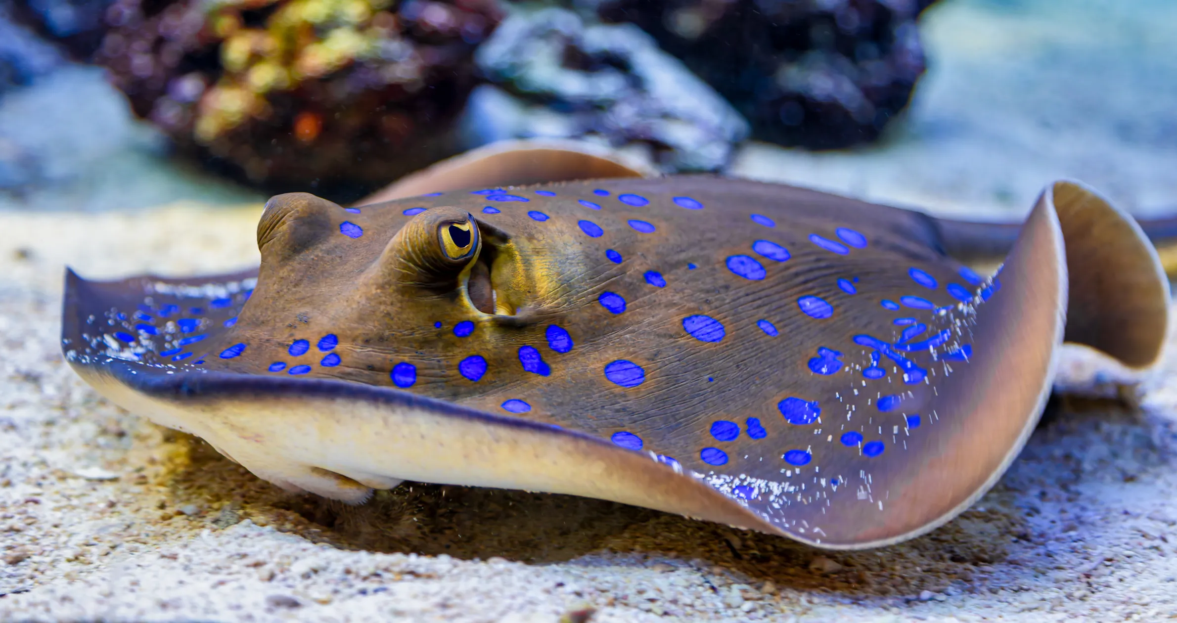 Blue-spotted stingray in the Red Sea