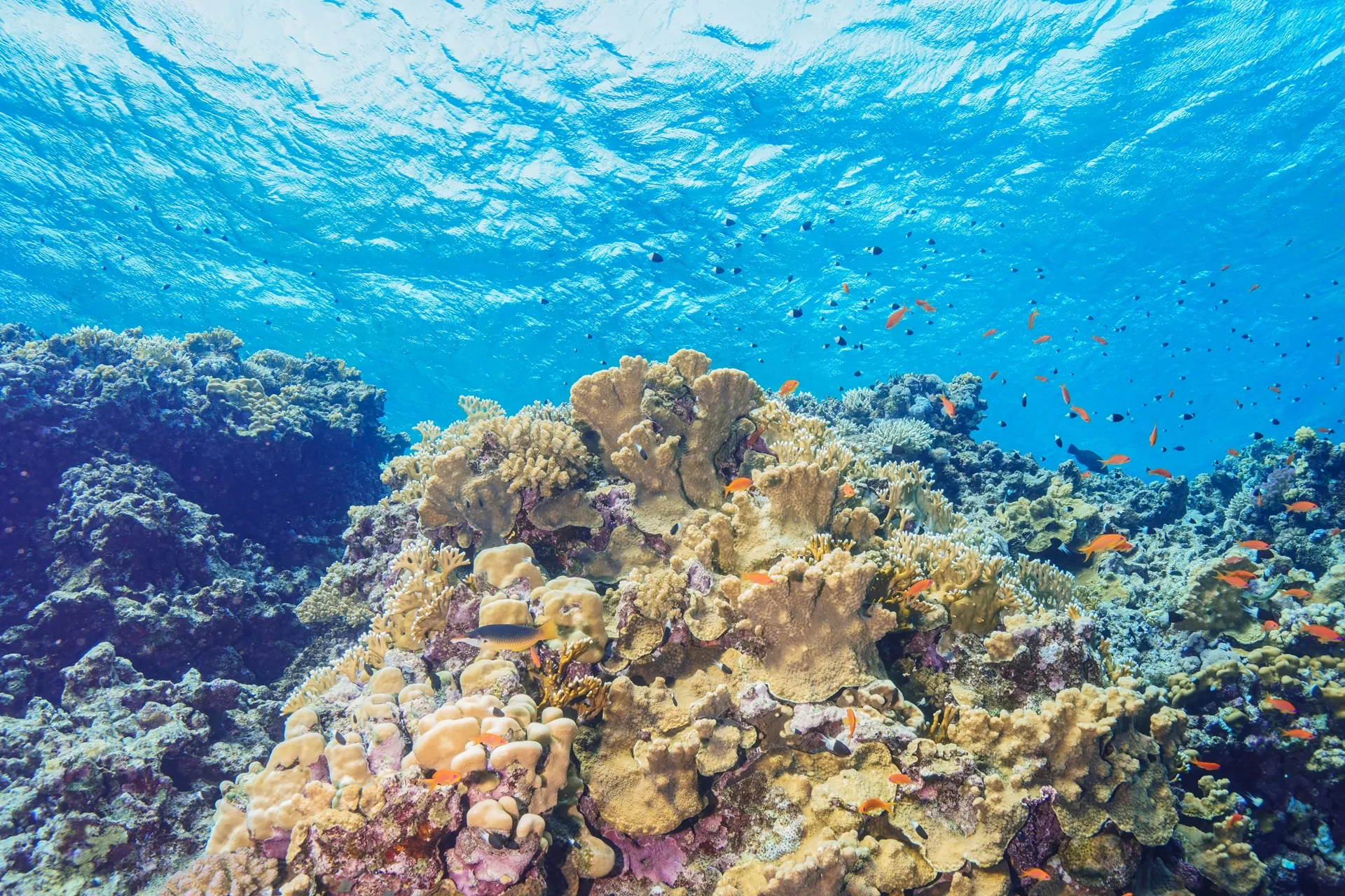 Panorama Reef