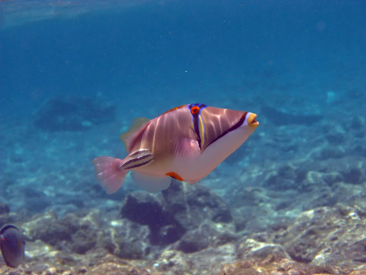 Schnorcheltour im Roten Meer ab Makadi Bay