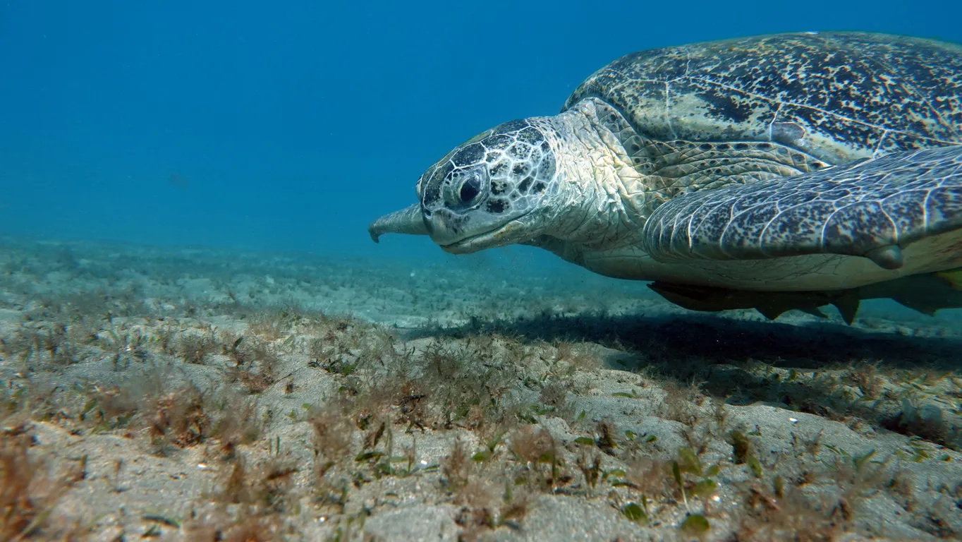 Abu Dabbab Schnorcheltour - Seekühe und Schildkröten