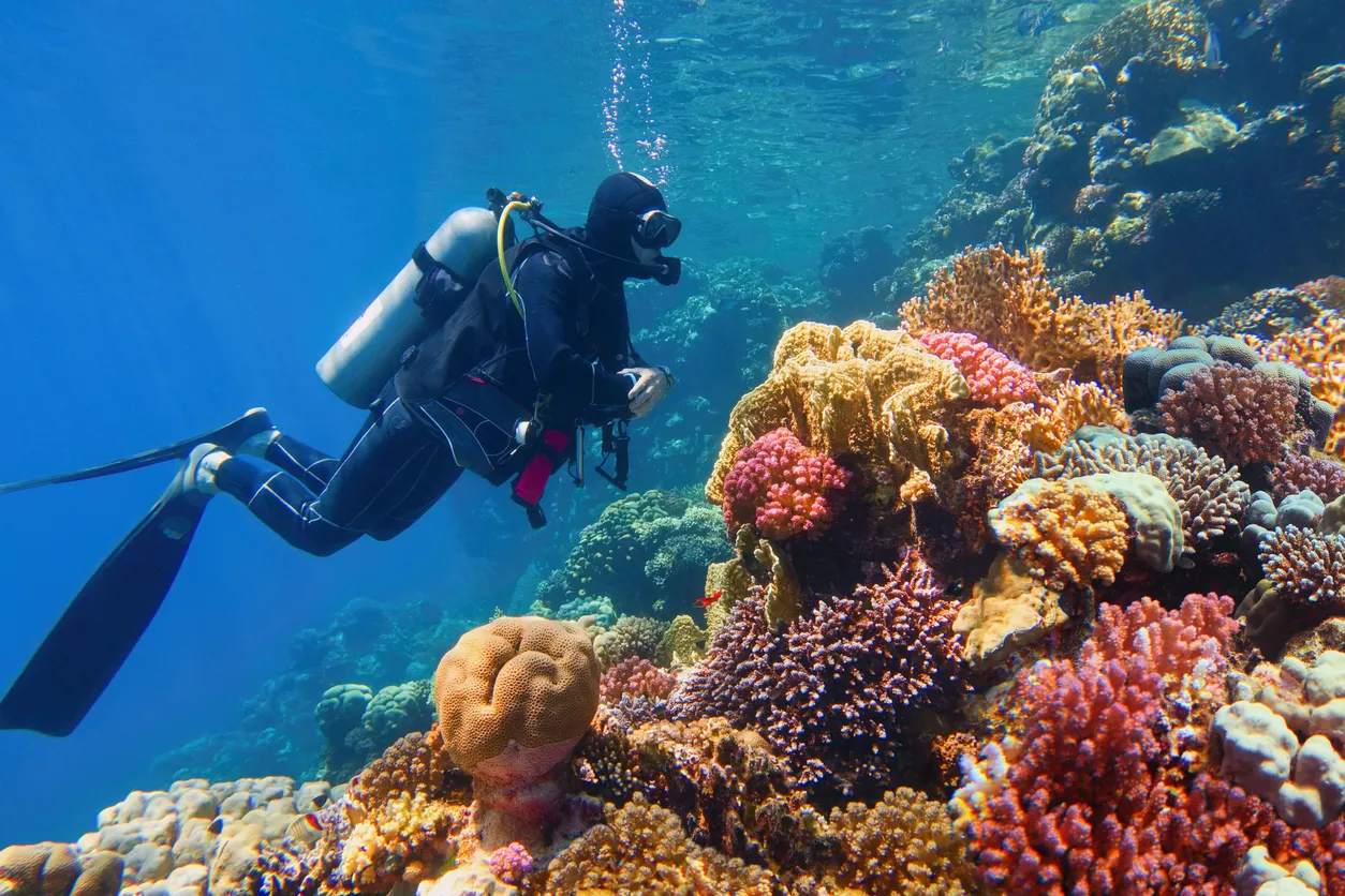 Elphinstone Riff - eines der besten Tauchplätze in Marsa Alam