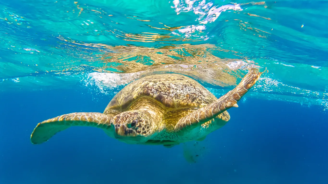 Abu Dabbab Bucht - berühmt für Dugongs und Schildkröten in Marsa Alam