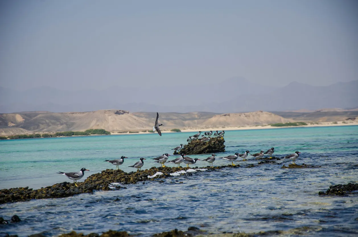 Wadi El Gemal Nationalpark - unberührte Wüstenlandschaft in Marsa Alam