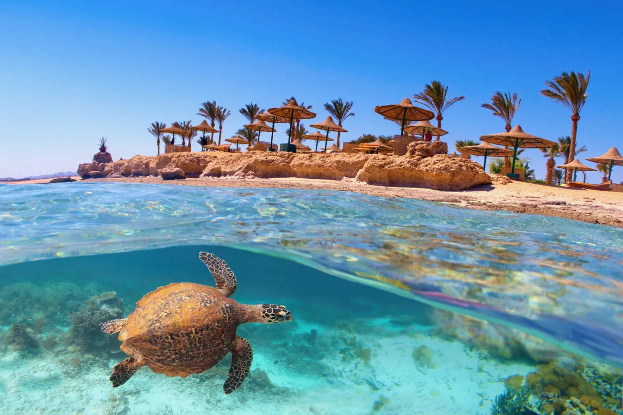 Meeresschildkröte im Korallenriff von Marsa Alam - Meeresschutzgebiet