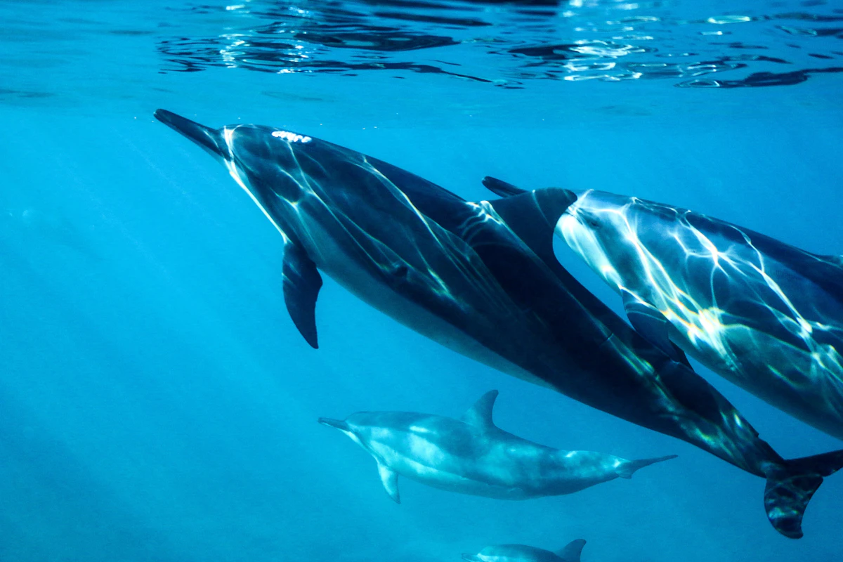 Giftun Island Dolphin Encounters