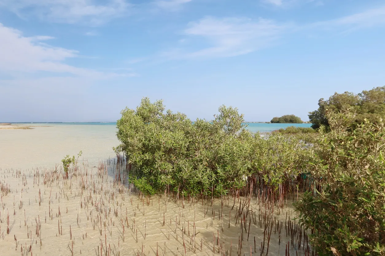 Spiaggia Mangrovie Nabq Sharm El Sheikh - Cosa vedere a Sharm per ecosistema unico