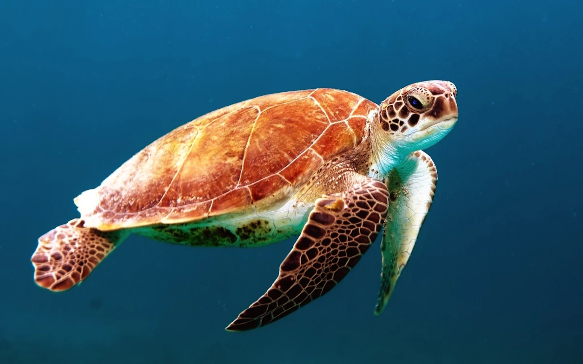 Giftun Island Sea Turtle Sanctuary