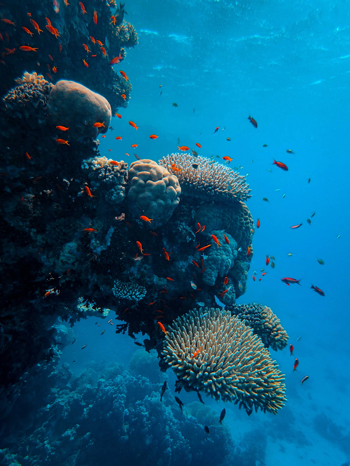 Giftun Island Endemic Red Sea Species