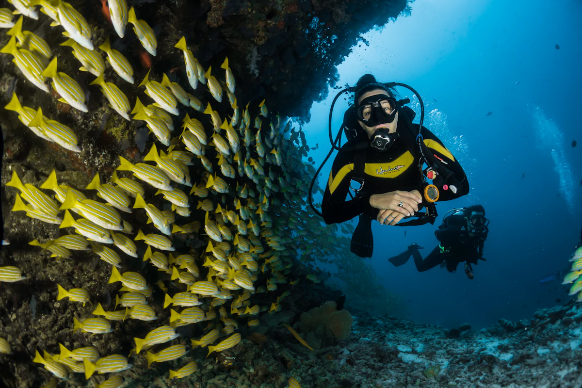 Giftun Island Tropical Fish Diversity