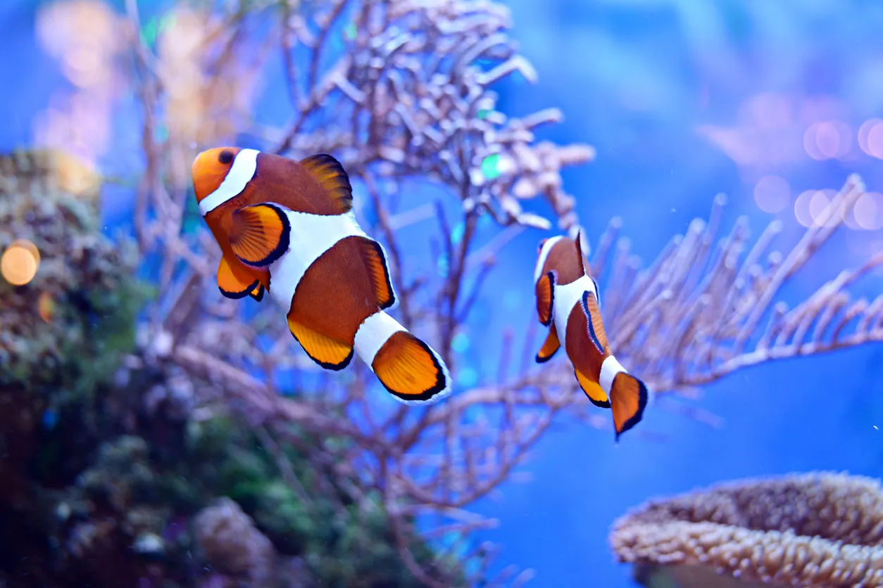 Île Giftun &mdash; Paradis des poissons tropicaux