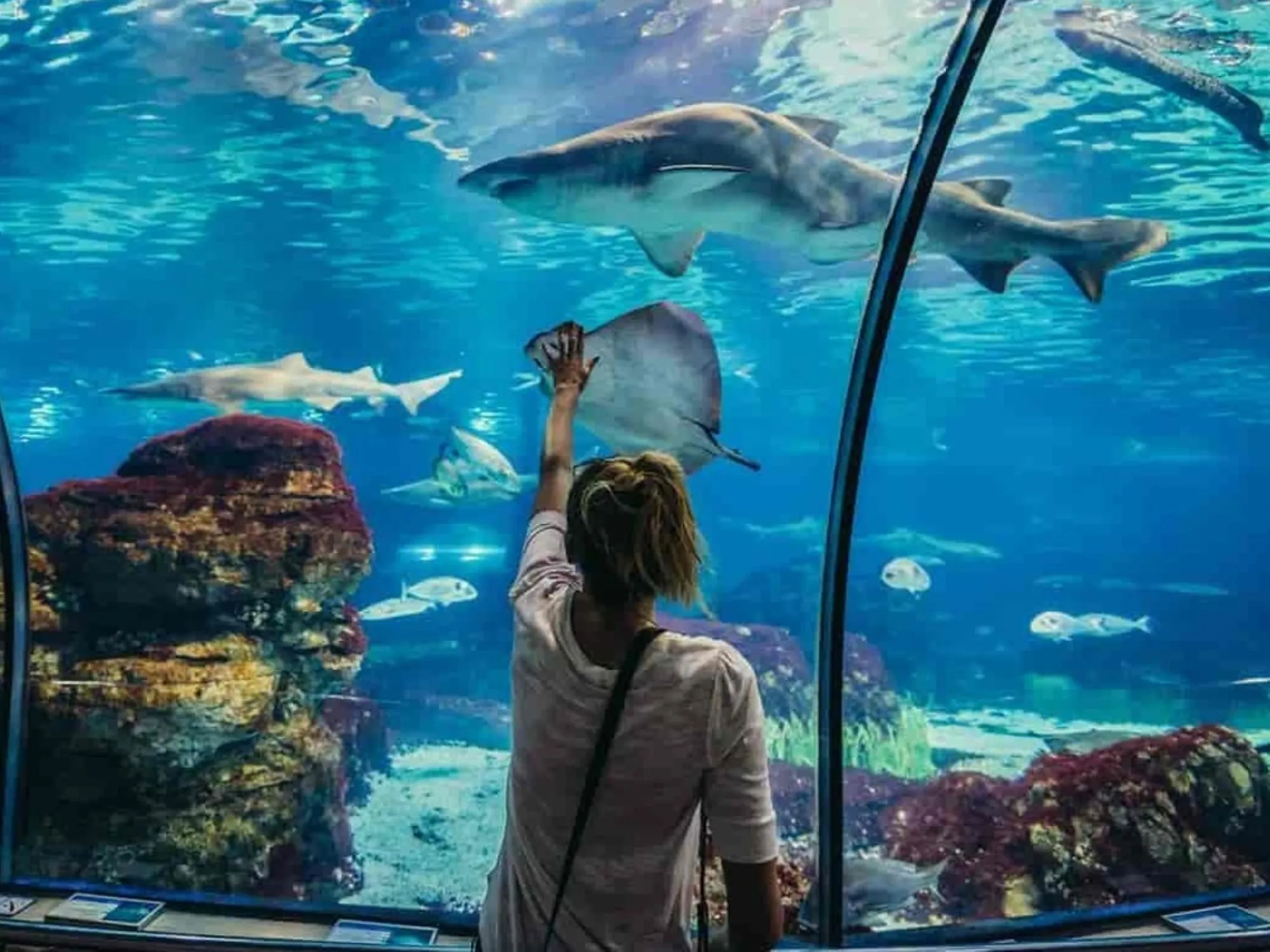 Ray lagoon at Hurghada Grand Aquarium