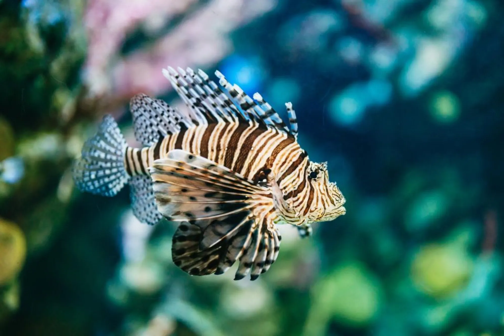 A striking lionfish swimming in the aquarium tank at Hurghada Grand Aquarium