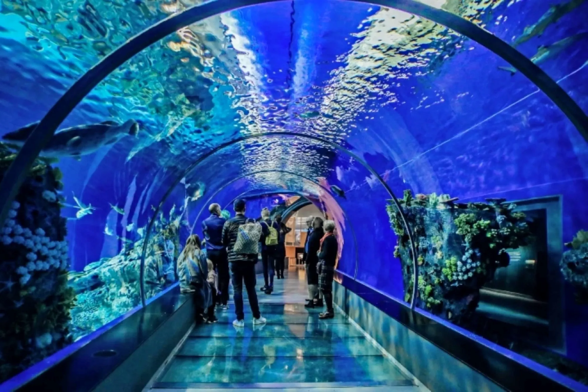 Spectacular Shark Tunnel at Hurghada Grand Aquarium showing grey reef sharks swimming overhead