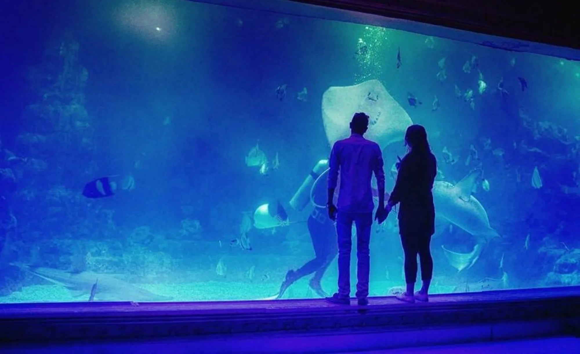 Shark feeding show at Hurghada Grand Aquarium