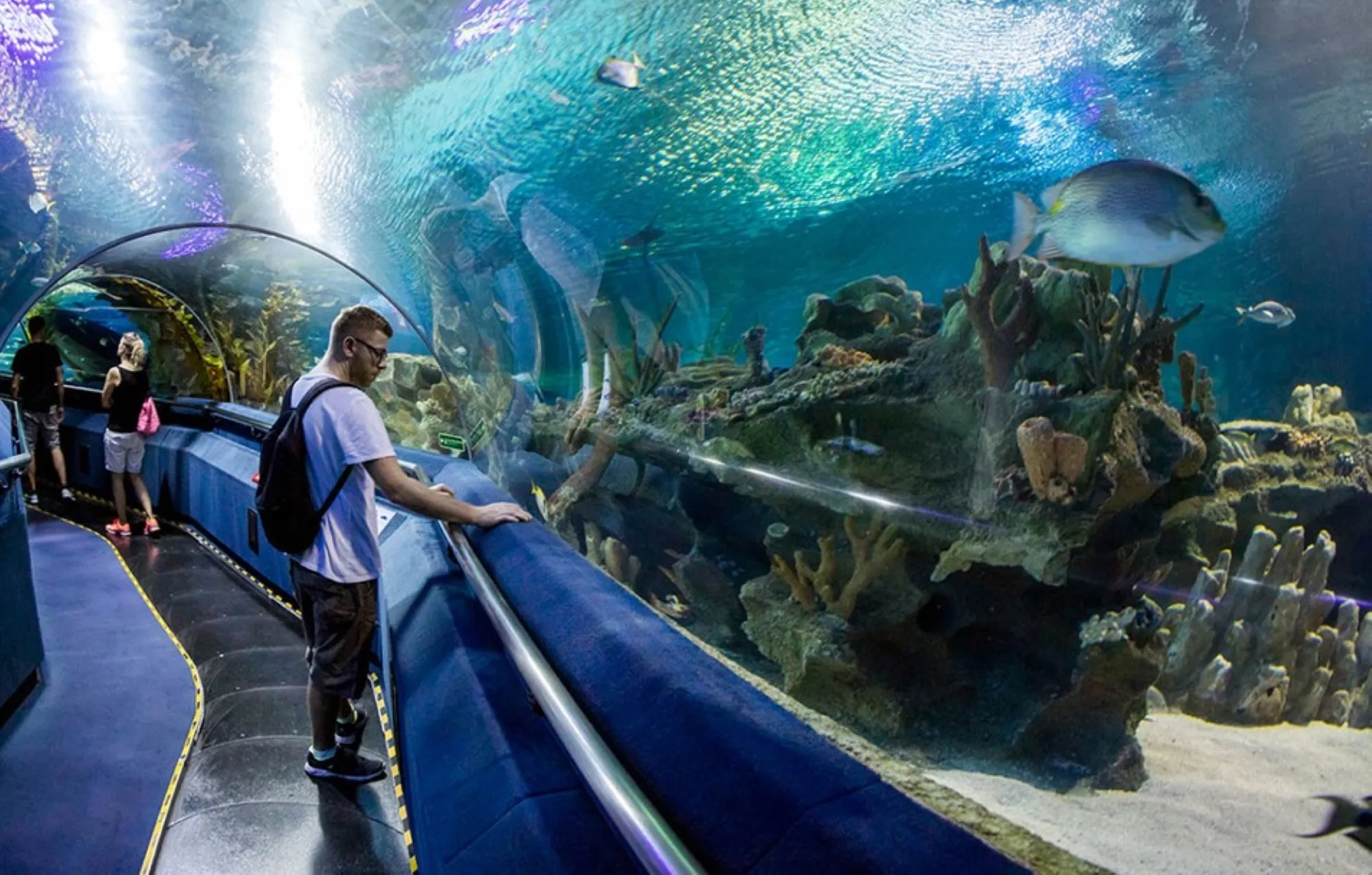 Shark Tunnel Experience at Hurghada Grand Aquarium