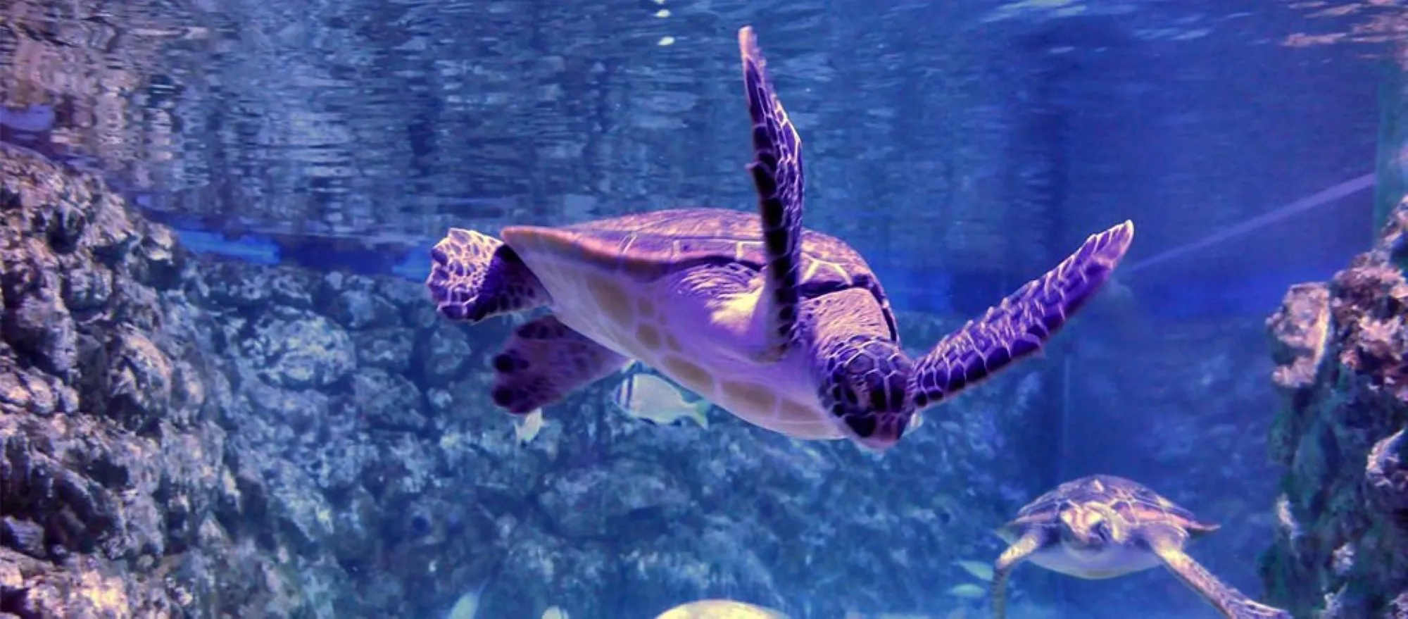 Turtle sanctuary at Hurghada Grand Aquarium