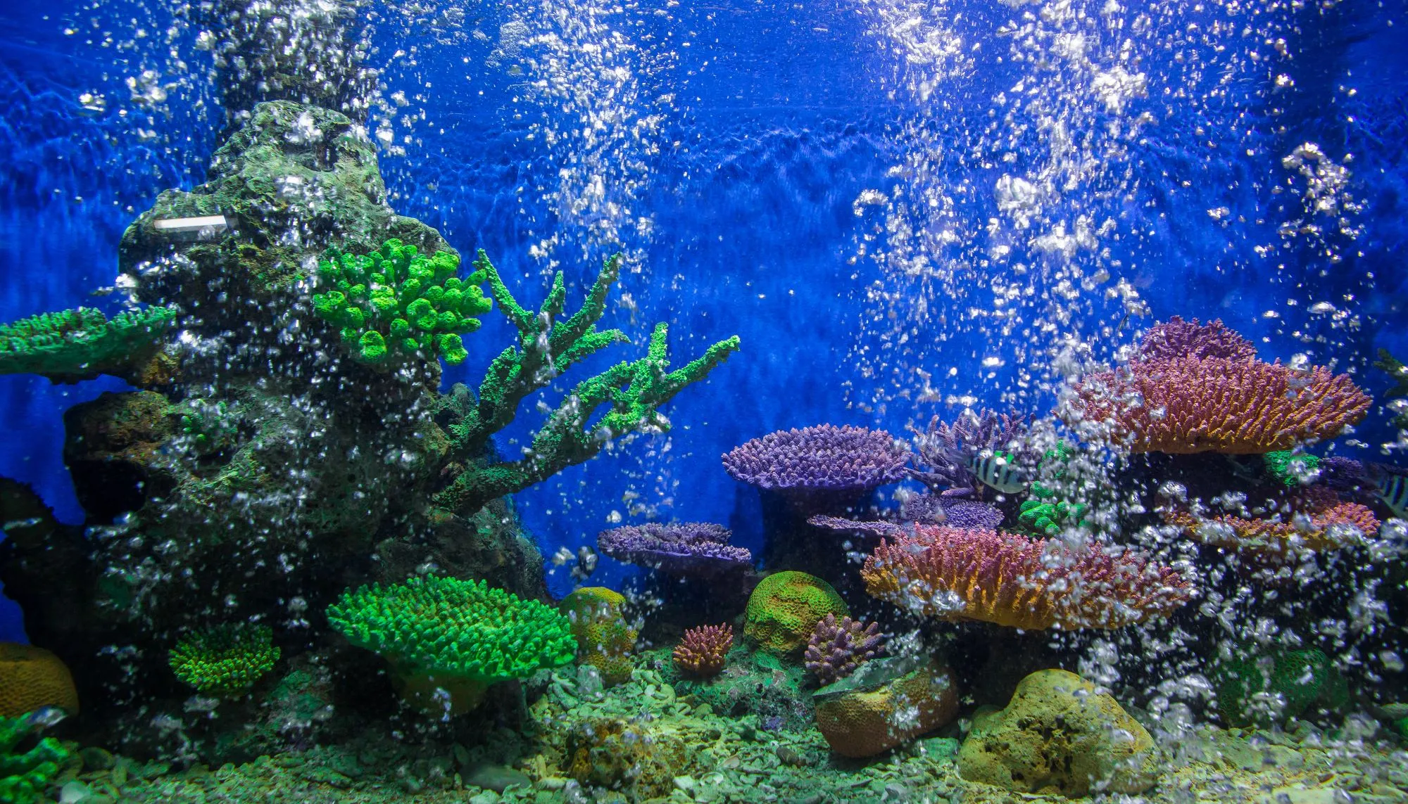 Red Sea reef experience at Hurghada Grand Aquarium