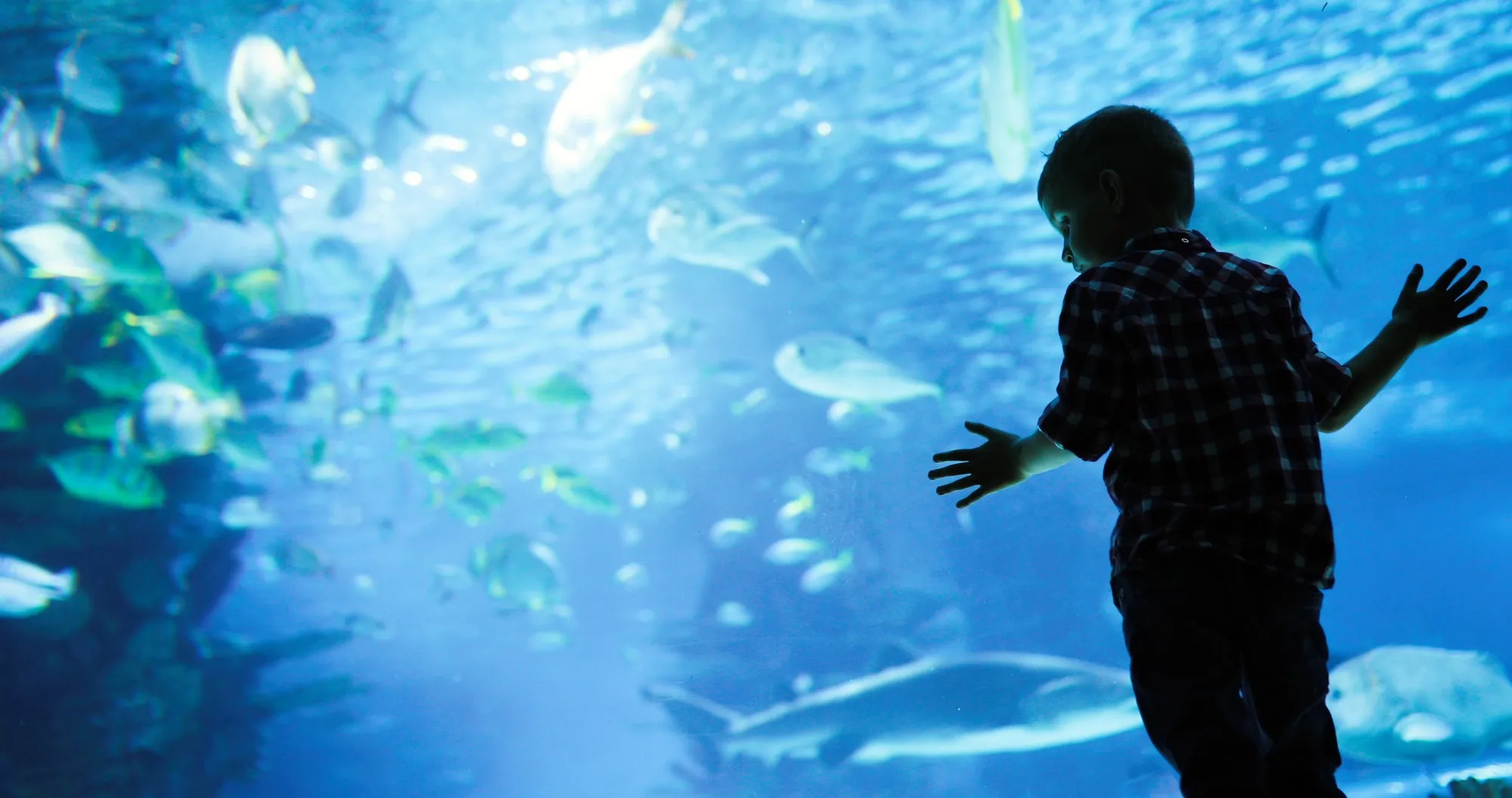 Red Sea coral display at Hurghada Grand Aquarium
