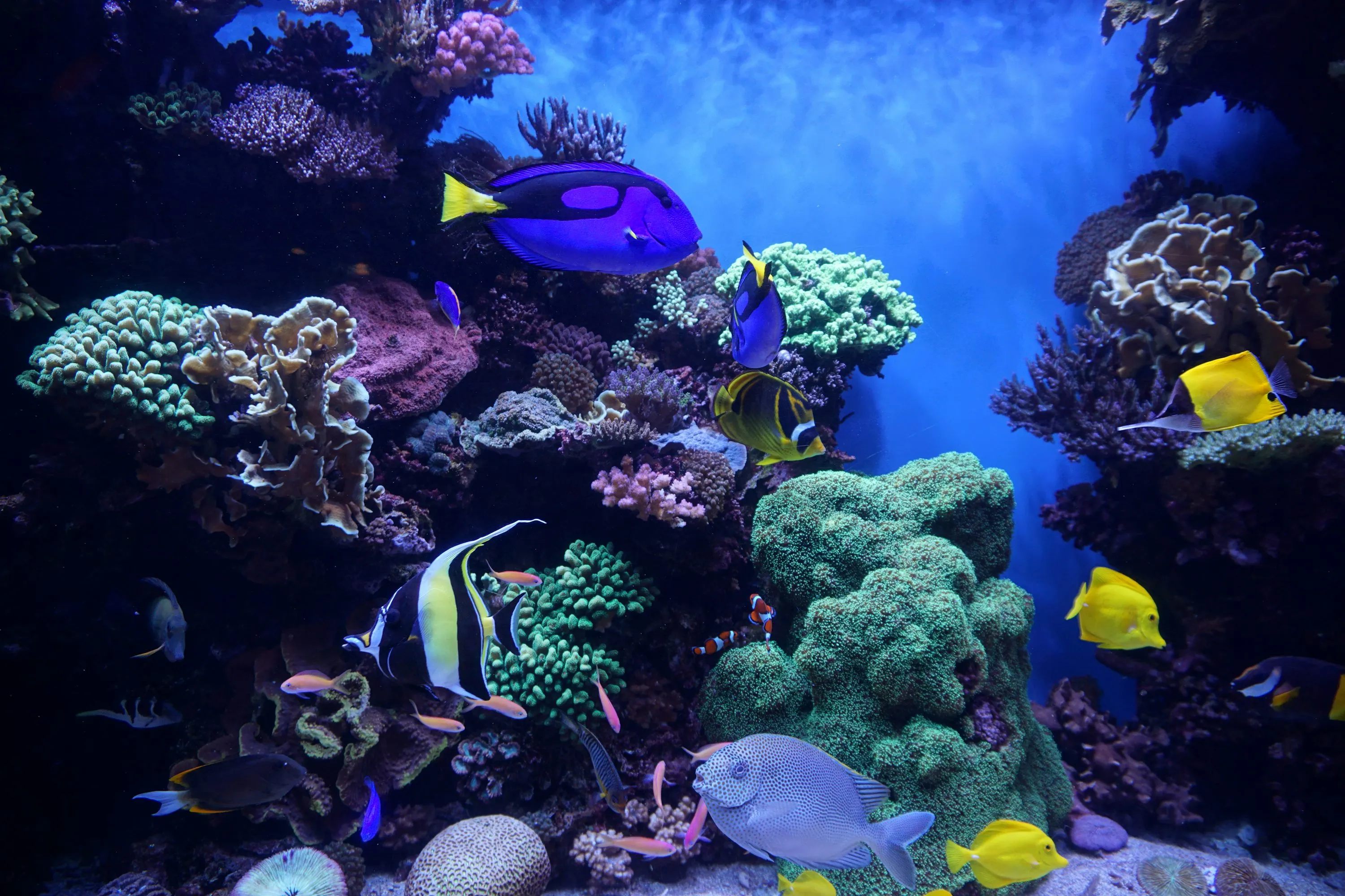 Tropical fish exhibition at Hurghada Grand Aquarium