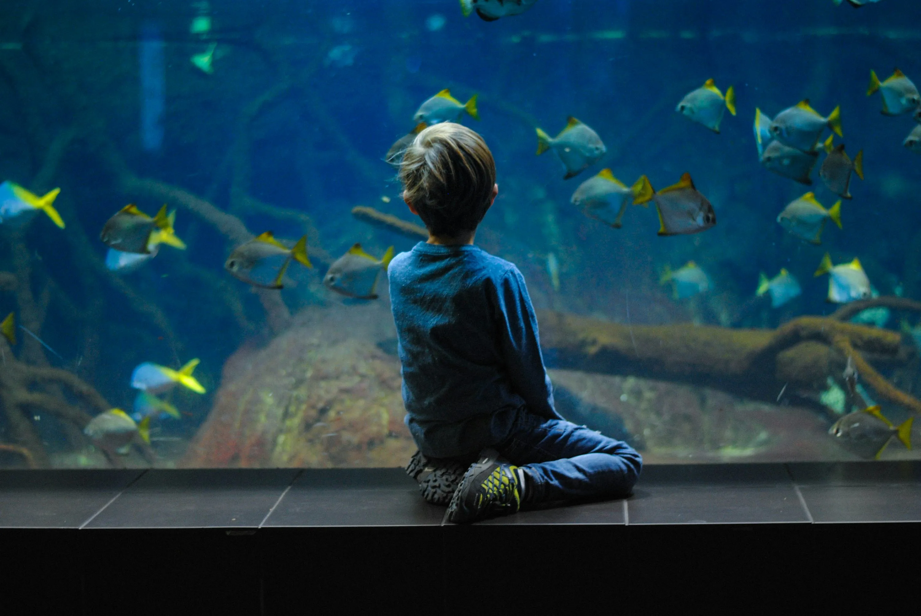 Grand aquarium overview at Hurghada Grand Aquarium