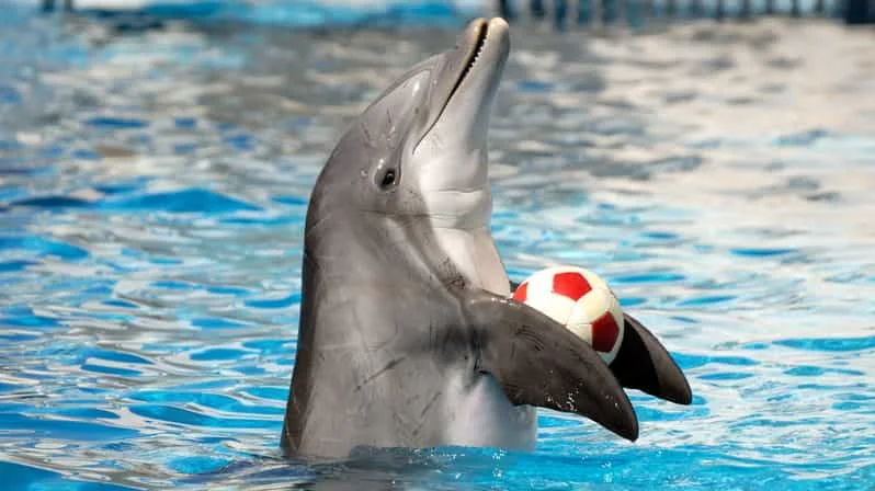 Pokaz Dolphin World Experience - rodzinna wycieczka z delfinami w Hurghadzie