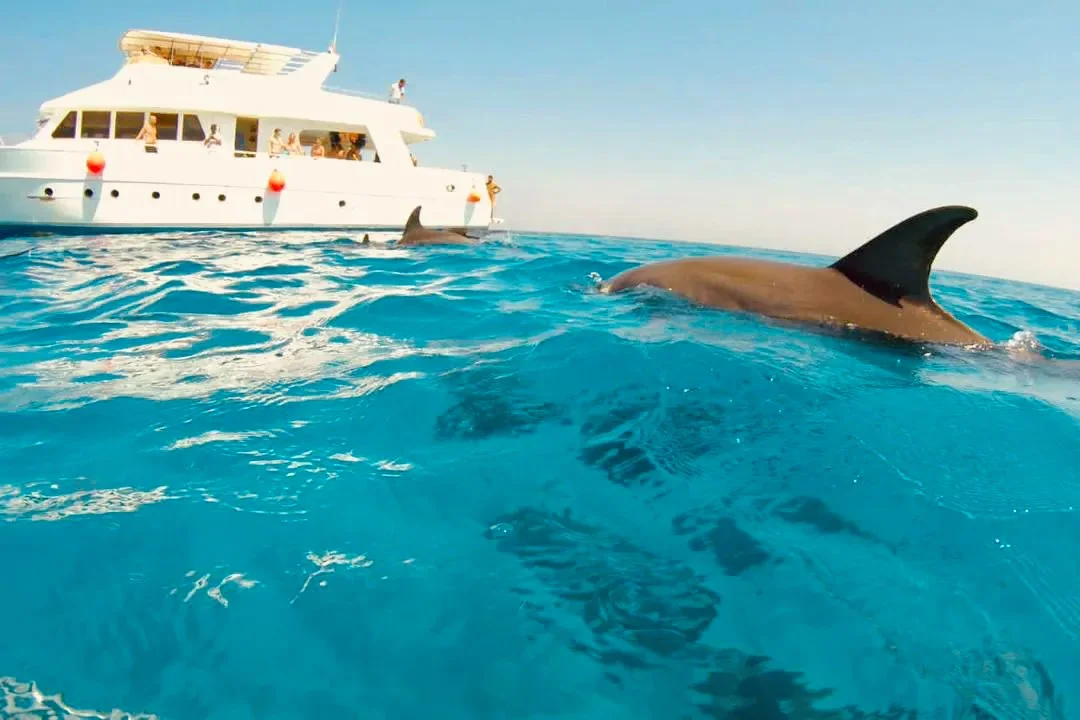 Prywatna wycieczka jachtem z delfinami w Hurghadzie - ekskluzywny czarter Dolphin House