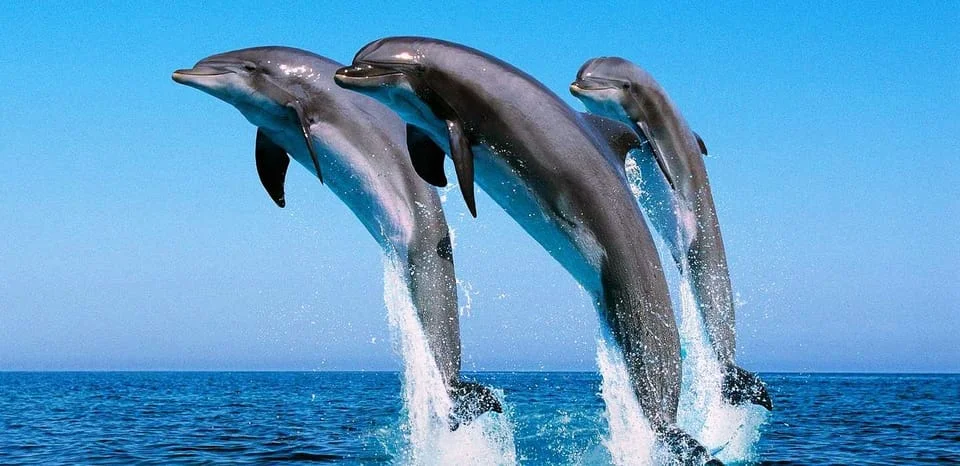 Klasyczna wycieczka z delfinami w Hurghadzie - łódź na obserwację delfinów i snorkeling w Dolphin House Hurghada