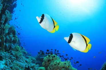 Sharm El Sheikh: Dahab, Canyon, Camel, and Snorkel Jeep Tour - Image 3