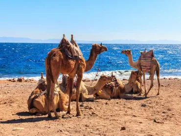 Sharm El Sheikh: Dahab, Canyon, Camel, and Snorkel Jeep Tour - Image 1