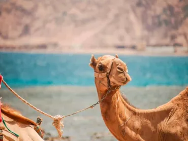 Sharm El Sheikh: Dahab, Canyon, Camel, and Snorkel Jeep Tour - Image 4