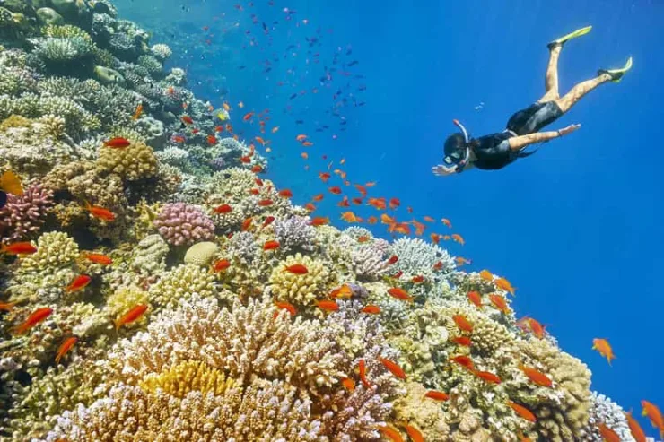 Marsa Alam: Hamata Islands Snorkeling Trip with Lunch - Image 11