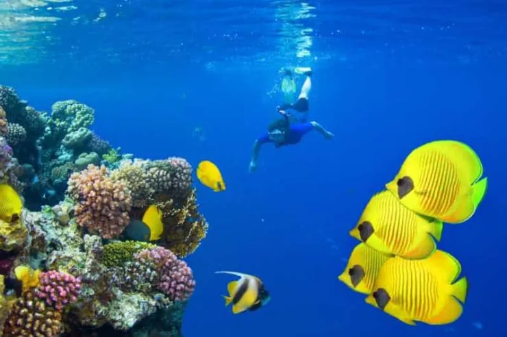 Marsa Alam: Hamata Islands Snorkeling Trip with Lunch - Image 14