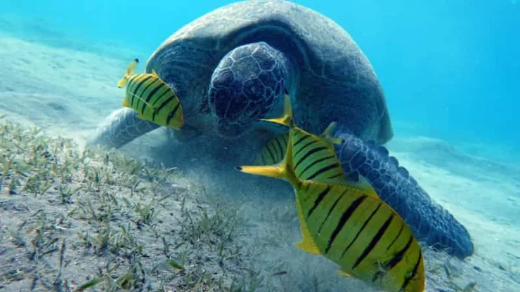 Marsa Alam: Snorkel with Sea Turtles Marsa Mubarak - Image 8