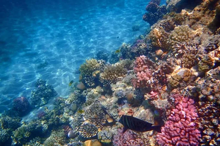 From Marsa Alam: Orange Island Boat Trip in Hurghada - Image 6