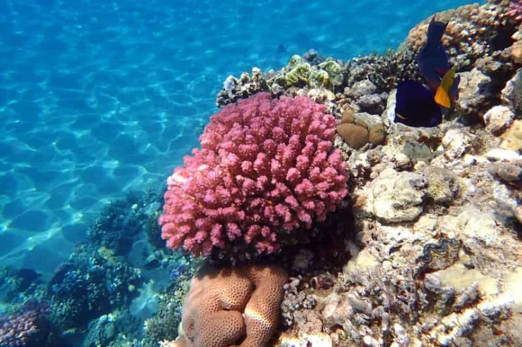 From Marsa Alam: Orange Island Boat Trip in Hurghada - Image 10