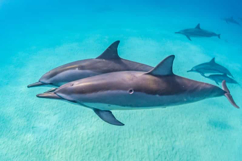 Marsa Alam: Gita in Barca con Snorkeling alla Casa dei Delfini della Barriera di Sataya con Pranzo
