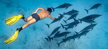 Marsa Alam: Sataya Reef Dolphin House Snorkeling Boat Trip with Lunch