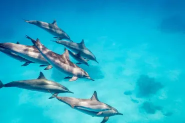 Marsa Alam: Sataya Reef Dolphin House Snorkeling Boat Trip with Lunch