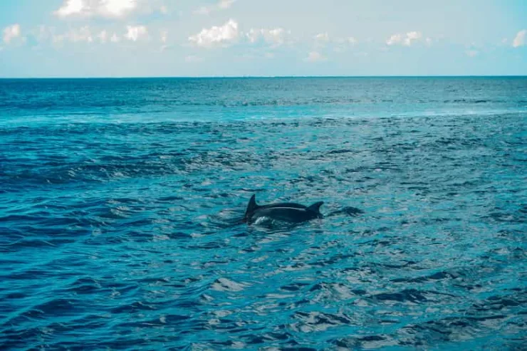 Marsa Alam: Sataya Reef Dolphin House Snorkeling Boat Trip with Lunch