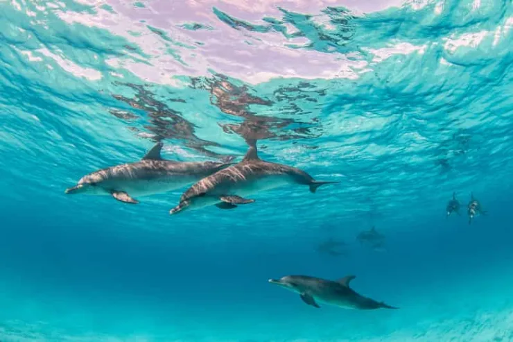 Marsa Alam: Sataya Reef Dolphin House Snorkeling Boat Trip with Lunch