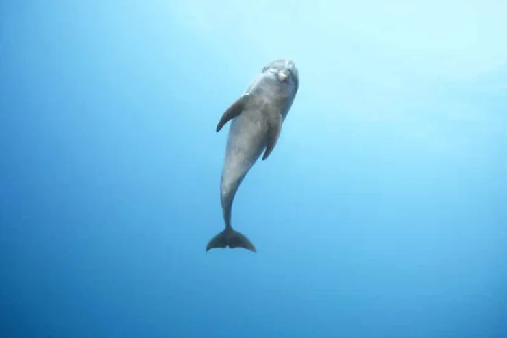 Marsa Alam: Sataya Reef Dolphin House Snorkeling Boat Trip with Lunch