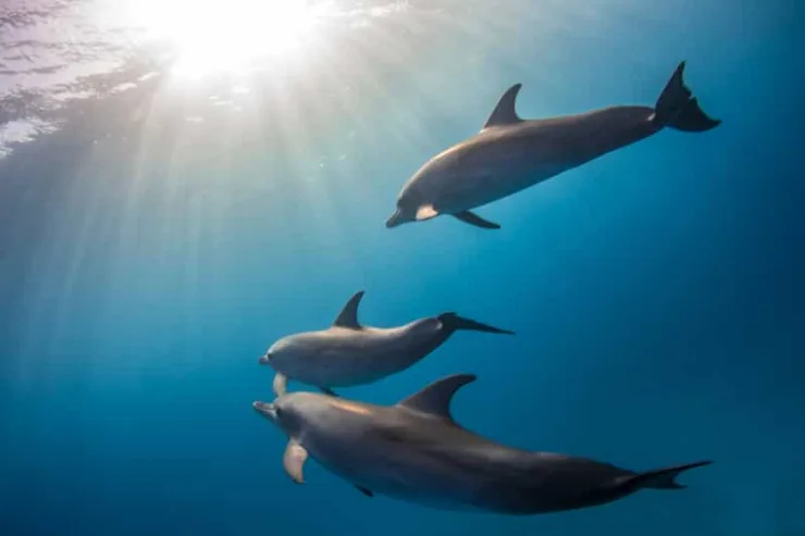 Marsa Alam: Sataya Reef Dolphin House Snorkeling Boat Trip with Lunch