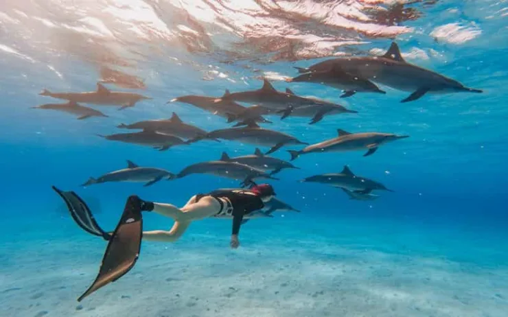 Marsa Alam: Sataya Reef Dolphin House Snorkeling Boat Trip with Lunch